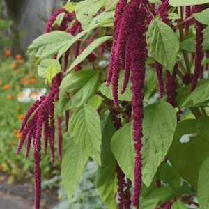 May include: Close-up of Amaranthus caudatus, also known as love-lies-bleeding, with long, cascading, deep burgundy flower tassels. The plant features large, green, heart-shaped leaves. The background shows a blurred view of a garden.