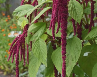 Amaranth Love Lies Bleeding Seeds, Inca Wheat, Tassel Flower, NON-GMO, Free Shipping