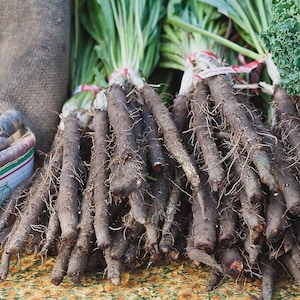 Black Salsify, Scorzonera, NON-GMO, Black Oyster Plant, Goat&#39;s Beard, Free Shipping