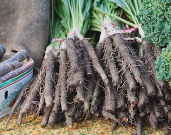 Black Salsify, Scorzonera, NON-GMO, Black Oyster Plant, Goat's Beard, Free Shipping