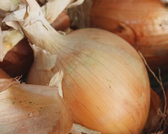 May include: Close-up of several yellow onions with papery, light brown outer layers. The onions are partially peeled, revealing the layers beneath. The image highlights the texture and color variations of the onions.