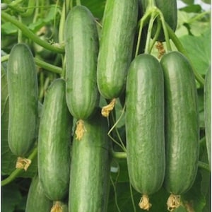 May include: A cluster of fresh, green cucumbers hanging from vines. The cucumbers are elongated with a slightly textured surface and are attached to the vines with small, dried stems. The background shows green leaves and stems.