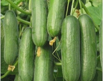 Beit Alpha Cucumber Seeds, Persian or Lebanese Cucumber, Burpless, Free Shipping