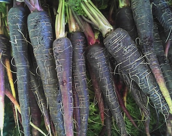 May include: A close-up shot of a bunch of dark purple carrots with green tops. The carrots have a deep purple hue with white root hairs and a slightly textured surface. The image highlights the fresh produce.