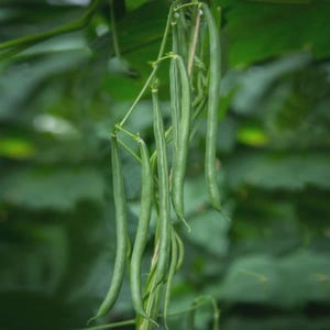 May include: Close-up of fresh green beans hanging from a vine. The beans are long and slender, with a vibrant green color. The background is a soft, blurred green, suggesting a garden setting. The beans are a healthy, natural food source.