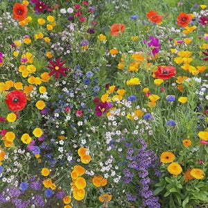 May include: A vibrant field of wildflowers in full bloom. The image showcases a variety of colorful flowers, including red poppies, yellow California poppies, purple cosmos, and blue cornflowers, set against a backdrop of green foliage.