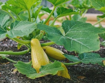 May include: Two yellow summer squash vegetables growing on a plant with large, vibrant green leaves. The squash are smooth and elongated, nestled among the foliage in dark soil. The plant features thick stems and broad, textured green leaves.