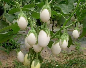 May include: A close-up of a plant with several white, egg-shaped eggplants. The eggplants have green stems and are surrounded by green leaves. The eggplants are in various stages of ripeness, with some being a creamy white color.
