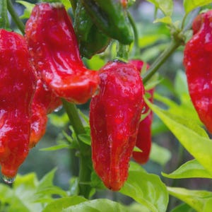 Ghost Pepper Seeds, Bhut Jolokia, Extremely Hot Pepper, Genuine USA, Free Shipping