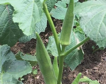 Emerald Okra Seeds, Velvet, Variety Packet Sizes, Best Okra, Free Shipping