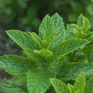 May include: A vibrant green mint plant featuring multiple pointed, serrated leaves with a distinct textured surface. The foliage grows in a dense, layered arrangement, showcasing deep veins and a bright, natural color palette throughout the plant.