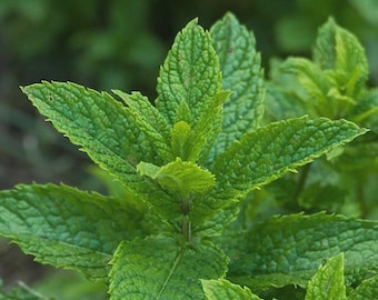 Peppermint, NON-GMO, Aromatic Perennial, Ground Cover, Pest Repellent, Free Shipping