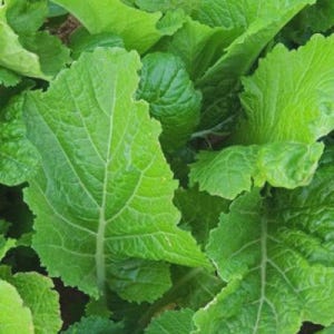 May include: Close-up of vibrant green leafy vegetables, possibly mustard greens or a similar plant. The leaves have prominent veins and a textured surface, with a slightly ruffled edge. The image is well-lit, highlighting the fresh, healthy appearance of the greens.