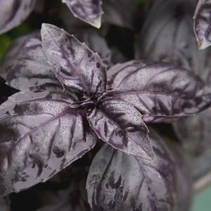 May include: Close-up of purple basil leaves. The leaves are a deep purple color with visible veins and a slightly textured surface. The image highlights the plant's fresh, vibrant appearance, showcasing its culinary potential.