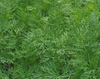 May include: Close-up of fresh, vibrant green dill plants. The image showcases the feathery, delicate leaves of the herb, creating a dense, textured pattern. The bright green color suggests freshness and vitality, perfect for culinary use.