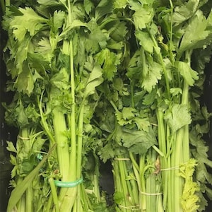May include: Two bunches of fresh green celery stalks with vibrant leafy tops. Each bunch is secured with a light-colored rubber band, and one bunch features a green label wrapped around the base of the stalks, showcasing crisp texture.
