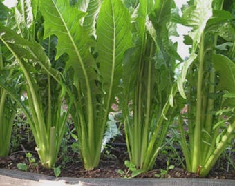 Catalogna Emerald Endive Seeds, NON-GMO, Chicory, Italian Dandelion, Free Shipping