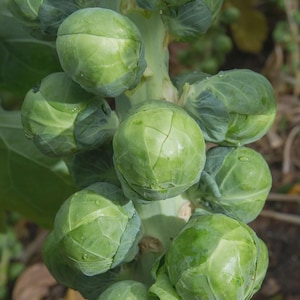 May include: Close-up of a stalk of Brussels sprouts. The image shows several small, round, green sprouts clustered along a thick, green stalk. The sprouts have tightly packed leaves and a slightly textured surface. The background is blurred, suggesting an outdoor setting.