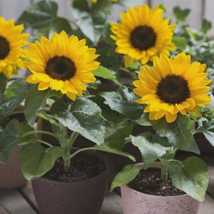 May include: Several potted sunflowers with vibrant yellow petals and dark brown centers. Each plant features large, textured green leaves and sturdy stems, housed in simple, neutral-toned pots. The flowers are in full bloom, displaying a bright, natural appearance with multiple blossoms visible across the arrangement.