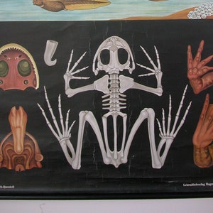 FROG pull down German SCHOOL Chart original 1960s print on canvas, designed by Jung Koch and Quentell, vintage biology poster