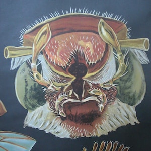 May include: A close-up illustration of a fly's head with a detailed depiction of the compound eyes, antennae, and mouthparts. The illustration is painted in shades of brown, yellow, and white against a black background.
