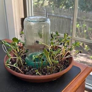May include: A clear glass jar with embossed measurement markings is inverted inside a round terracotta-colored tray. The tray is filled with dark brown expanded clay pebbles and green sunflower sprouts growing around the central glass jar.