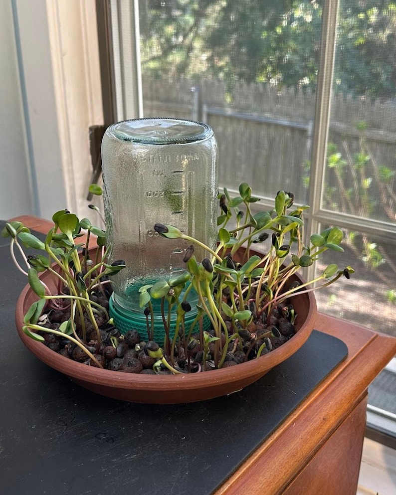 May include: A clear glass jar with embossed measurement markings is inverted inside a round terracotta-colored tray. The tray is filled with dark brown expanded clay pebbles and green sunflower sprouts growing around the central glass jar.