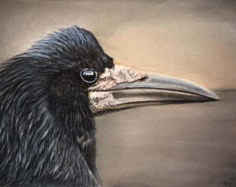 Portrait of a rook, fine art print of my pastel drawing, animal portrait - art print / wall art for corvid - crow - fans