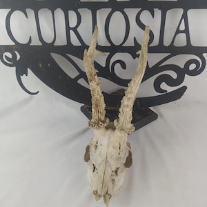Deer skull