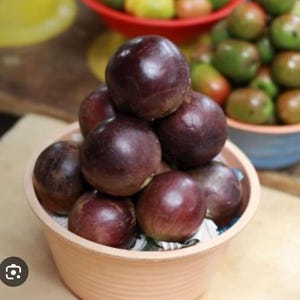 Caimito, Star Apple Purple, Milk Fruit.  Tree, Grafted, 3gl