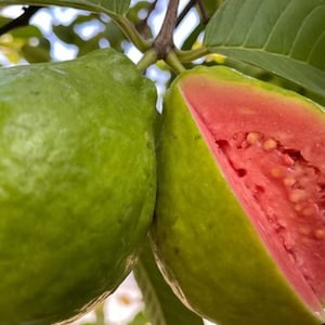 May include: Close-up of two guavas, one whole and one cut open. The whole guava is green, while the cut guava reveals a vibrant pink interior with small seeds. The fruits are attached to a branch with green leaves.