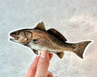 Red Drum Fish sticker, decal for cars, water bottles, skateboards, computers and more!
