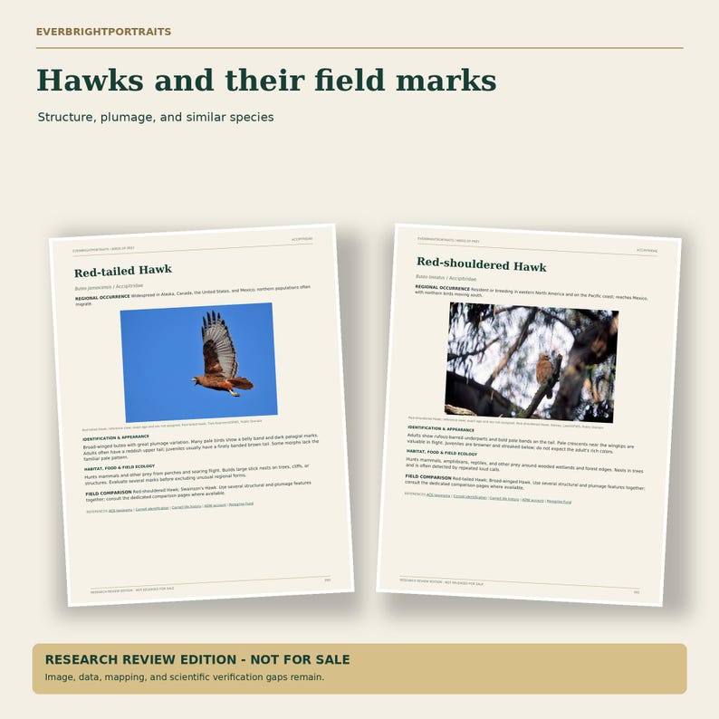 North American Birds of Prey PDF Field Guide, Hawks Eagles Falcons Owls ...