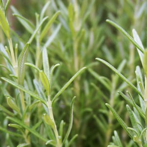 Puede incluir: Primer plano de un grupo de plantas de romero verde. Las hojas son largas y estrechas, con una punta ligeramente puntiaguda. Las plantas crecen en un grupo denso, con muchos tallos y hojas.