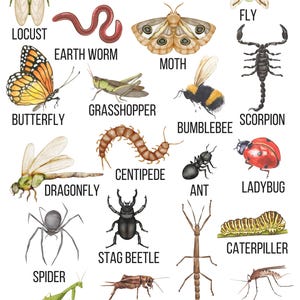 Poster Insectes