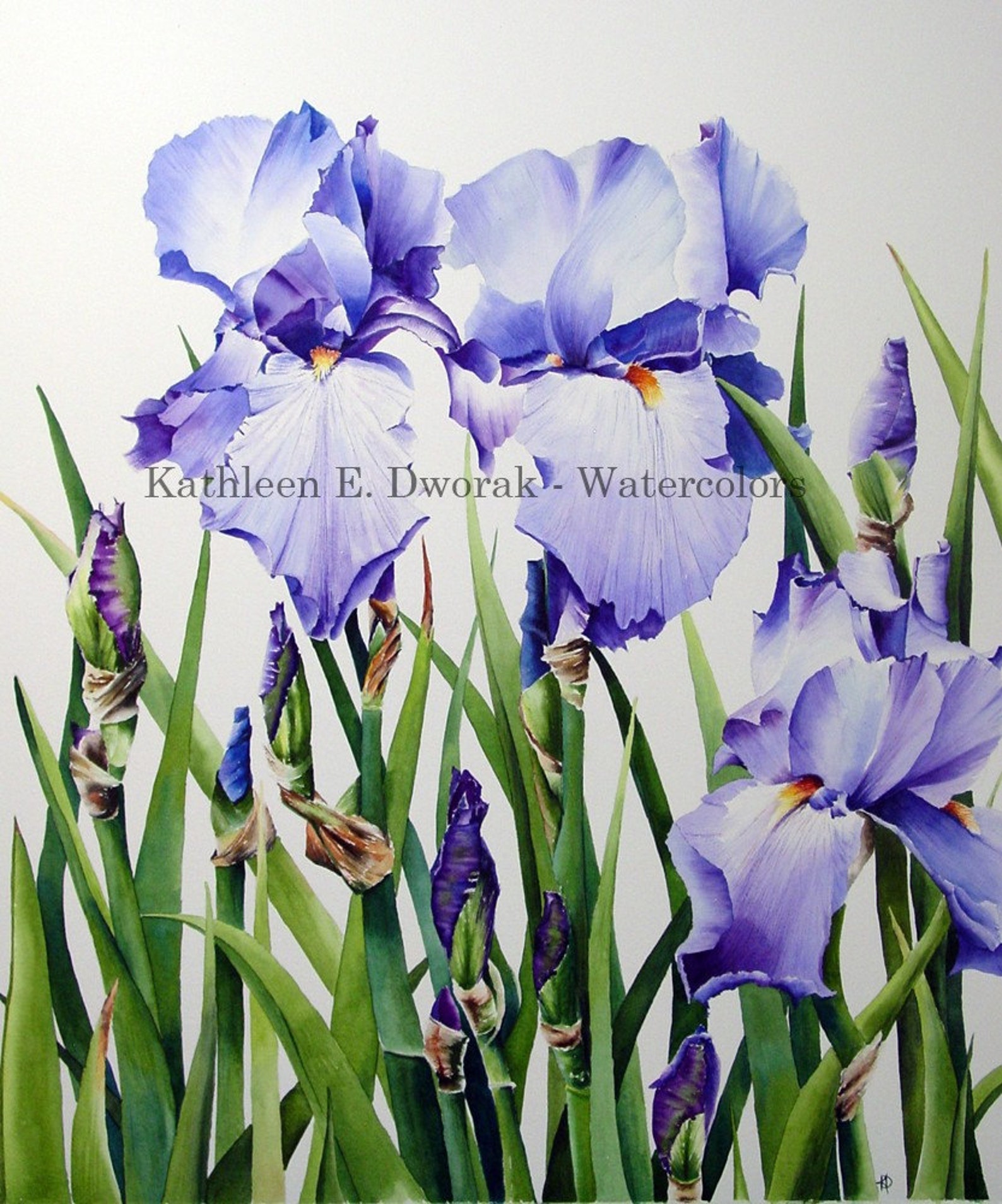 Blue Irises Signed Limited Edition Watercolor Print Etsy
