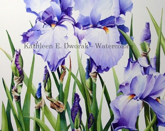 Blue Irises - signed limited edition watercolor print