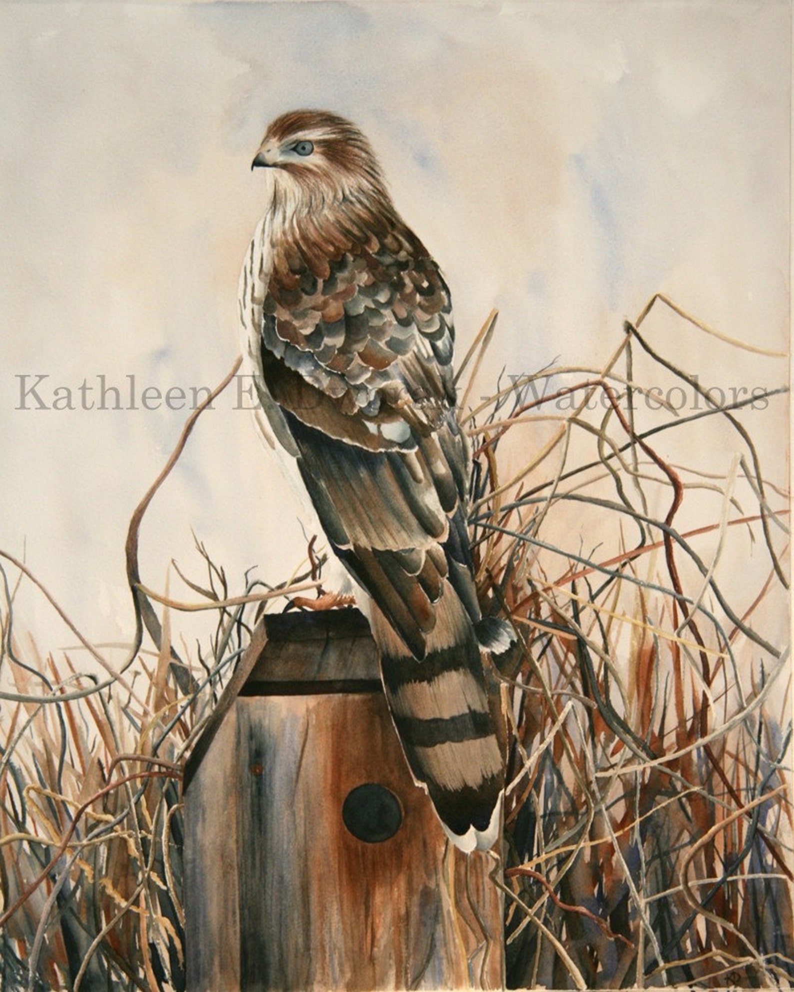 Cooper's Hawk Signed Limited Edition Watercolor Print Etsy