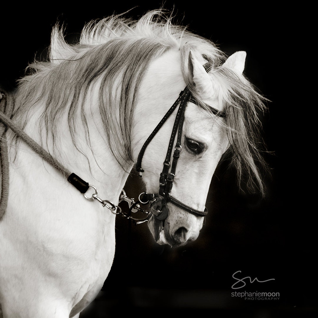 Horse Photography Black and White Horse Photography Fine Art Etsy UK