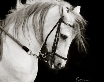Horse Photography, black and white horse photography, fine art equine photography, Horse Picture, Horse poster, White Stallion