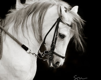 May include: A white horse with a black bridle and reins, standing against a black background. The horse's mane and tail are flowing in the wind.