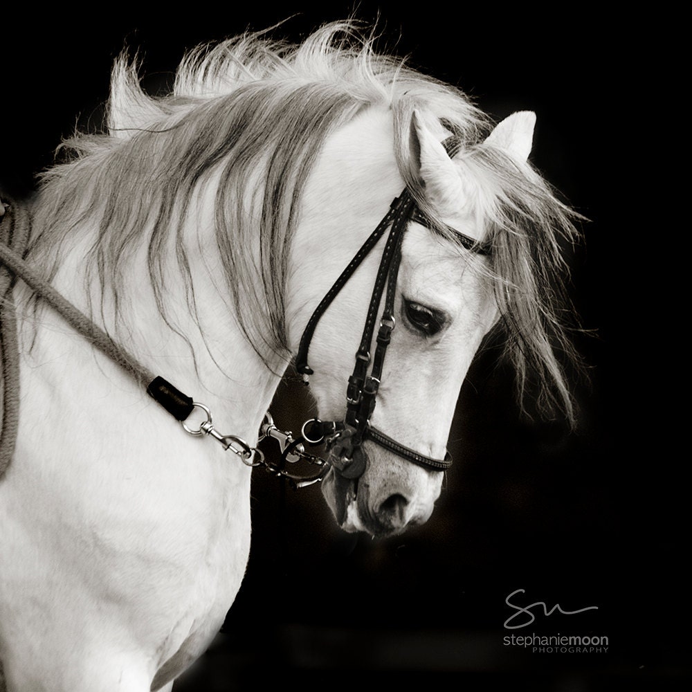 Top 30+ Stock Images professional horse head photography black and white Full HD, 2k, 4k