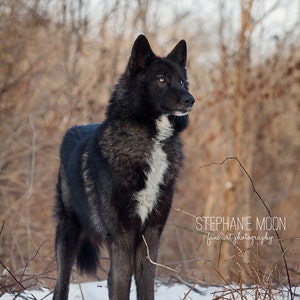 May include: A black and white wolfdog stands in a snowy forest with brown branches and a blurred background. The wolfdog has a white patch on its chest and looks to the right.