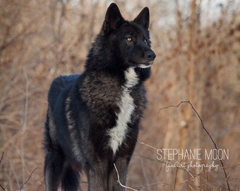 Print of a Black Wolf, Wolf Photography, Wolf Picture, Wildlife Photography, Picture of Wolf, Black Wolf