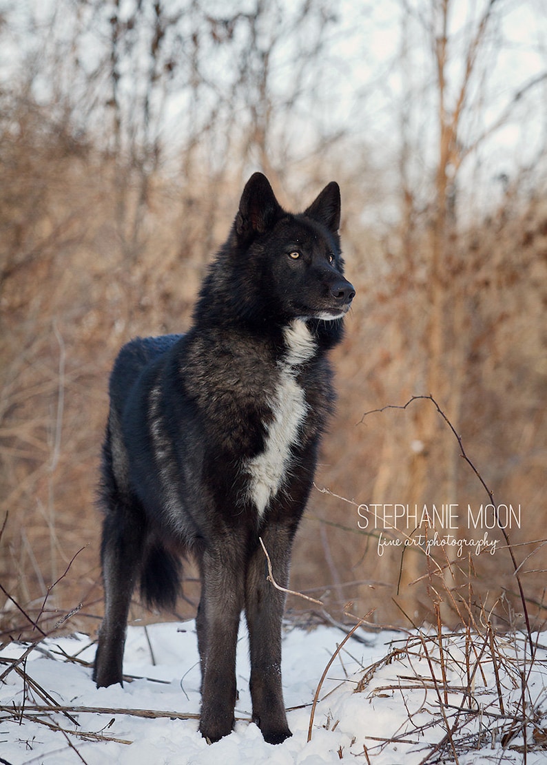May include: A black and white wolfdog stands in a snowy forest with brown branches and a blurred background. The wolfdog has a white patch on its chest and looks to the right.