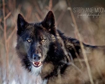Stampa di un lupo nero, fotografia lupo, immagine lupo, fotografia della fauna selvatica, immagine del lupo, lupo nero