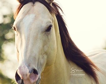 May include: Close-up of a light brown horse's head with a dark brown mane. The horse has a white stripe on its face and is looking directly at the camera.