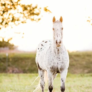 Horse Photography, Horse Picture, Horse Poster, Appaloosa horse with evening backlighting, western decor, horse art, wild horse