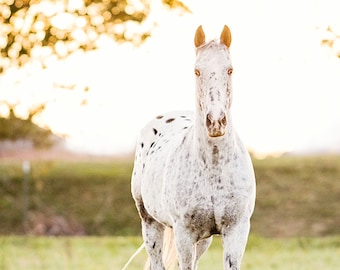 Horse Photography, Horse Picture, Horse Poster, Appaloosa horse with evening backlighting, western decor, horse art, wild horse