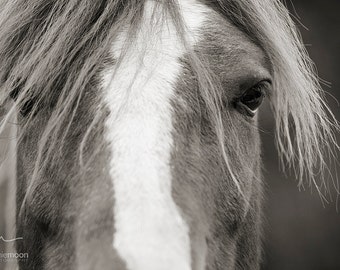 Horse Photography, black and white horse photography, fine art equine photography, Horse Poster, Horse Picture